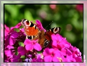 Fioletowe, Kwiaty, Motyl