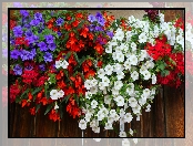 Kwiaty, Petunie, Fioletowe, Białe