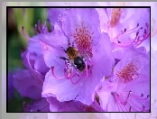 Fioletowe, Kwiaty, Pszczoła