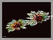 Kwiaty, Fractalius