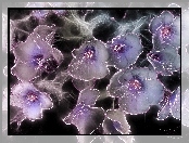Kwiaty, Fractalius