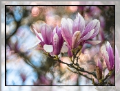 Gałąź, Kwiaty, Magnolia