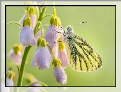 Liliowe, Motyl, Gałązka, Kwiaty, Zbliżenie, Bielinek bytomkowiec