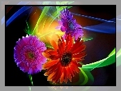 Kwiaty, Świała, Gerbera, Refleksy