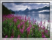 Stany Zjednoczone, Wierzbówka kiprzyca, Góry, Alaska, Fiord Kenai, Polne, Kwiaty
