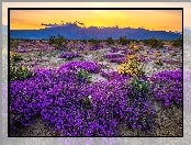 Kwiaty, Stany Zjednoczone, Park Stanowy Anza Borrego, Krzewy, Góry, Kalifornia