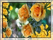 Kwiaty, Grafika 2D, Herbaciane, Róże