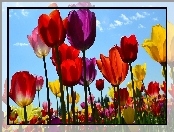 Kwiaty, Niebo, Kolorowe, Tulipany
