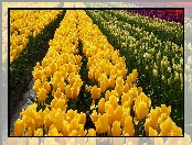 Kwiaty, Plantacja, Kolorowe, Tulipany