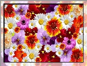 Kolorowe, Kwiaty, Tekstura