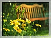 Żółte, Letni Deszcz, Kwiaty, Ławka