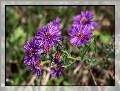 Kwiaty, Aster marcinek, Fioletowe