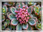 Różowe, Kwiaty, Mięsiste, Drobne, Listki