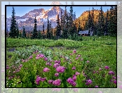 Park Narodowy Mount Rainier, Drzewa, Łąka, Stany Zjednoczone, Domek, Kwiaty, Góry, Waszyngton