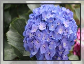 Kwiaty, Liście, Niebieska, Hortensja