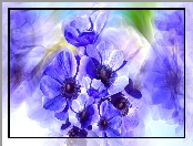 Kwiaty, Grafika, Niebieskie, Zawilce