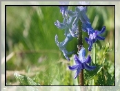 Niebieskie, Kwiaty, Hiacynt