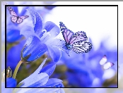 Niebieskie, Kwiaty, Motyle