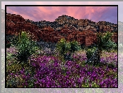 Zachód słońca, Kwiaty, Arizona, Juki, Sedona, Stany Zjednoczone, Niebo, Skały, Bear Mountain, Góry