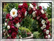 Białe, Róże, Ogród, Kwiaty, Łuk, Czerwone, Kwiatowy