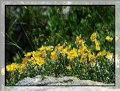 Kwiaty, Posłonki alpejskie skalne, Żółte, Kwiaty