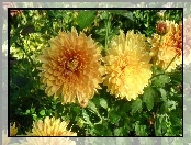 Żółte, Kwiaty, Liście
