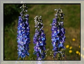 Kwiaty, Niebieskie, Ostróżka Ogrodowa