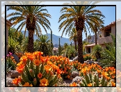 Palmy, Domy, Pomarańczowe, Kwiaty