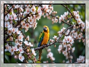 Gałązki, Kwiaty, Papuga, Drzewo owocowe