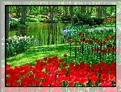 Park, Holandia, Kwiaty