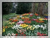 Park, Tulipany, Kwiaty