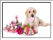 Kwiaty, Labrador retriever, Pies, Szczeniak