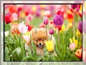 Pies, Kwiaty, Tulipany