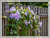 Pnącze, Płot, Powojnik, Kwiaty