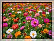 Cynie, Kwiaty, Pole, Kolorowe, Zbliżenie