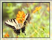 Pomarańczowe, Kwiaty, Motyl