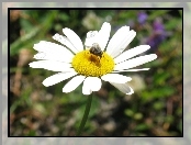 Żółte, Pszczoła, Kwiaty, Rurkowe