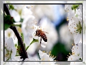 Pszczoła, Kwiaty, Wiśni