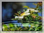 Pszczoła, Kwiaty, Woda