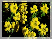 Kwiaty, Żółte, Rannik zimowy