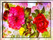Kwiaty, Grafika, Róża, Paki