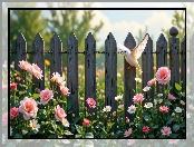 Róże, Ptak, Płot, Kwiaty