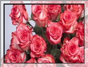 Kwiaty, Czerwono-różowe, Róże