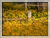 Kwiaty, Sznur, Rudbekia, Ogrodzenie
