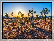Kalifornia, Wschód słońca, Park Narodowy Joshua Tree, Stany Zjednoczone, Kwiaty, Drzewa Jozuego