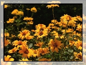 Kwiaty, Zbliżenie, Żółte, Słoneczniczki szorstkie