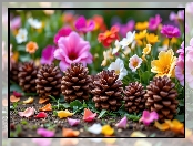Szyszki, Płatki, Kolorowe, Kwiaty