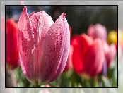 Kwiaty, Zbliżenie, Tulipan