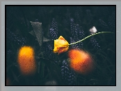 Kwiaty, Tulipan