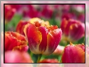 Kwiaty, Tulipany